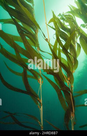 Kelp gigante, Macrocystis piryfera, Off Point Loma, San Diego, California, USA (Oceano Pacifico orientale) Foto Stock