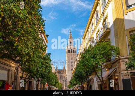 Una tipica strada alberata di arancio nel quartiere Barrio Santa Cruz di Siviglia, Spagna, con la cattedrale e la torre Giralda in lontananza. Foto Stock