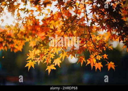 Primo piano di Acer palmatum, comunemente noto come acero giapponese, acero palmate o acero giapponese liscio. Foto Stock