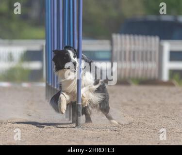 Border Collie facendo slalom sul corso di agilità del cane Foto Stock