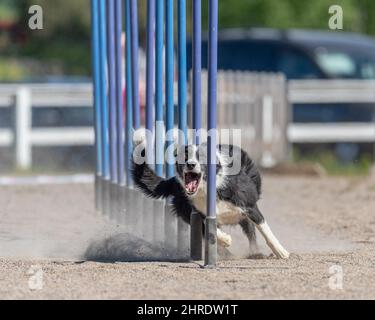 Border Collie facendo slalom sul corso di agilità del cane Foto Stock