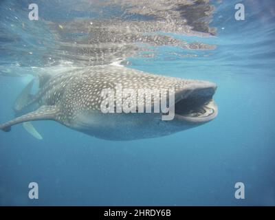 Primo piano di uno squalo balena che nuota con la bocca aperta nelle acque cristalline Foto Stock