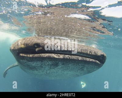 Primo piano di uno squalo balena che nuota nelle acque cristalline Foto Stock