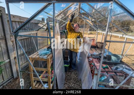 Donna pulizia serra e sostituzione vetro rotto in tempeste invernali, pronto per la stagione primaverile crescente. Foto Stock