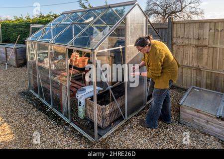 Donna pulizia serra e sostituzione vetro rotto in tempeste invernali, pronto per la stagione primaverile crescente. Foto Stock