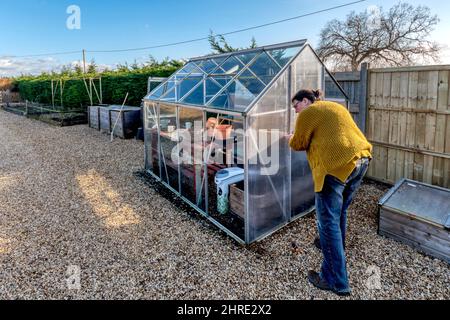 Donna pulizia serra e sostituzione vetro rotto in tempeste invernali, pronto per la stagione primaverile crescente. Foto Stock