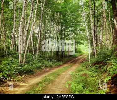 1970S STRADA STERRATA STRETTA ATTRAVERSO I BOSCHI ESTIVI DI ALBERI DI BETULLA NEL WISCONSIN SETTENTRIONALE USA - KR16501 HAR001 HARS VECCHIO STILE Foto Stock