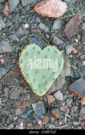 cuscinetto di cactus a forma di cuore di pero prickly seduto su terreno roccioso Foto Stock