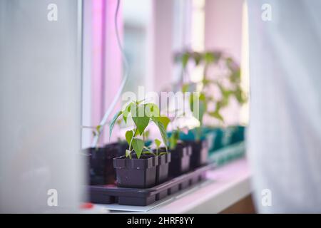 Piantine di pomodoro sul davanzale. Impianto primaverile di colture precoci sotto un phytolamp. Spazio di copia Foto Stock