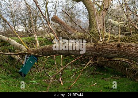 Dorney, Buckinghamshire, Regno Unito. 24th Febbraio, 2022. Un altro albero strappato dalla terra dalla gravità di Storm Eunice. Credit: Maureen McLean/Alamy Foto Stock