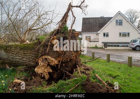 Dorney, Buckinghamshire, Regno Unito. 24th Febbraio, 2022. Un altro albero strappato dalla terra dalla gravità di Storm Eunice. Credit: Maureen McLean/Alamy Foto Stock