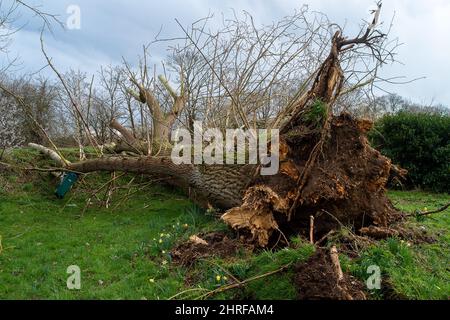 Dorney, Buckinghamshire, Regno Unito. 24th Febbraio, 2022. Un altro albero strappato dalla terra dalla gravità di Storm Eunice. Credit: Maureen McLean/Alamy Foto Stock