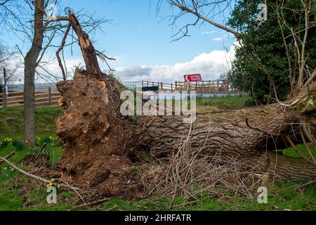 Dorney, Buckinghamshire, Regno Unito. 24th Febbraio, 2022. Un altro albero strappato dalla terra dalla gravità di Storm Eunice. Credit: Maureen McLean/Alamy Foto Stock