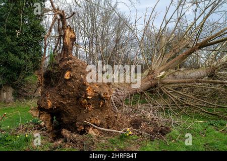 Dorney, Buckinghamshire, Regno Unito. 24th Febbraio, 2022. Un altro albero strappato dalla terra dalla gravità di Storm Eunice. Credit: Maureen McLean/Alamy Foto Stock