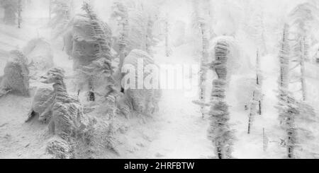 Mostri di neve (gli alberi assumono forme curiose a causa di pesanti nevicate e venti gelosi) nel Monte Zao, Prefettura di Yamagata, Giappone Foto Stock