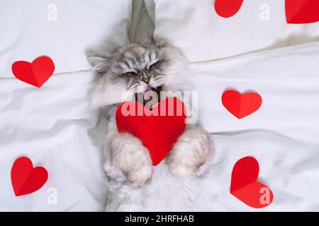 Divertente gatto persiano grigio adagiato sul letto bianco con cuori rossi. Concetto di San Valentino Foto Stock