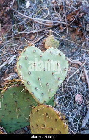 un cuore a forma di coda di rondine cactus pad che rappresenta l'amore pickly Foto Stock