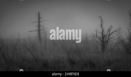 Nebbia densa nelle alte Fens. All'alba sono visibili solo le sagome degli alberi Foto Stock