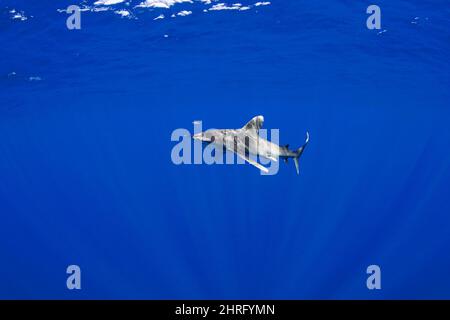 Squalo a punta bianca oceanica, specie minacciate di estinzione critica (IUCN), accompagnato da pesci pilota commensali, Naukrates ductor, al largo della costa settentrionale di Kona di Hawai Foto Stock