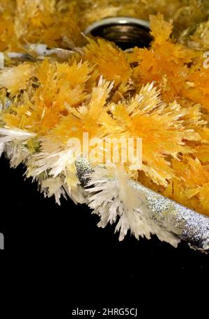 Colpo verticale di anemoni gialli e coralli sotto l'acqua su sfondo scuro Foto Stock