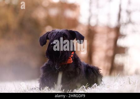 Primo piano fuoco poco profondo di un cane gigante Schnauzer adagiato sull'erba nel parco Foto Stock