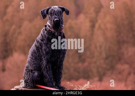 Primo piano di un cane gigante Schnauzer seduto nel parco su uno sfondo sfocato Foto Stock