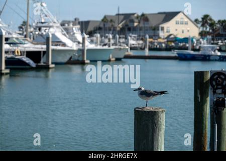 Seagull in piedi in pole con una gamba, al porto turistico di Port Aransas, Texas, in una giornata di sole. Foto Stock