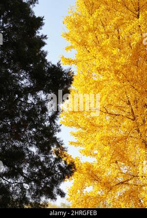 Colpo verticale di due alberi con foglie gialle e verdi scure in contrasto Foto Stock