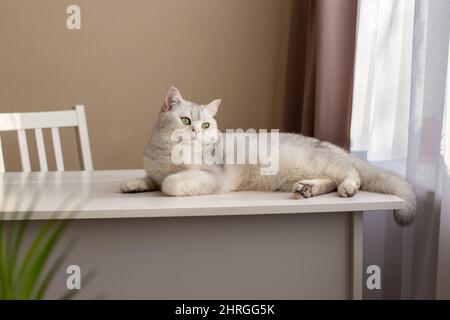 Un lussuoso gatto britannico bianco si trova su un tavolo bianco nella stanza, vicino alla finestra Foto Stock