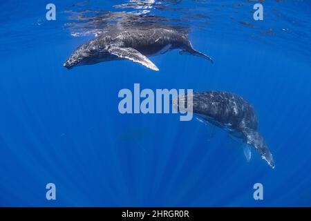Megattere, Megaptera novaeangliae, madre e vitello, Kohala, Hawaii Island ( Big Island ), USA ( Pacifico ); arcobaleno runner, Elagatis bipinnulata Foto Stock