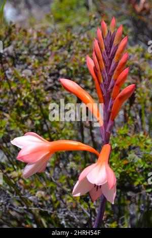 Watsonia tabularis pianta, un interessante fiore rosso-rosa che può essere visto su nel Parco Nazionale di Table Mountain vicino a Città del Capo, Sudafrica. Foto Stock