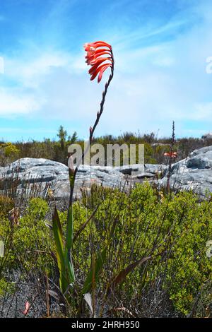 Watsonia tabularis pianta, un interessante fiore rosso-rosa che può essere visto su nel Parco Nazionale di Table Mountain vicino a Città del Capo, Sudafrica. Foto Stock
