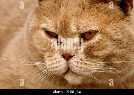 Primo piano di morbido gatto rosso in cerca di rabbia Foto Stock