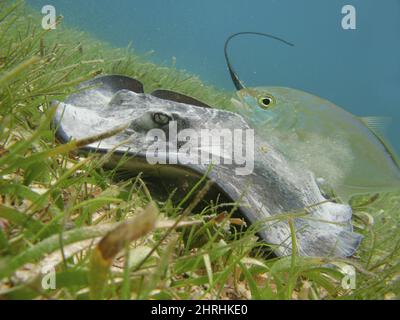 Stingray in un oceano profondo Foto Stock