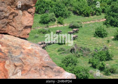 Mandria di elefanti, adulti e cubetti che camminano lungo il sentiero degli elefanti, vista dalla roccia nel Parco Nazionale di Mapungubwe, Sudafrica. Foto Stock