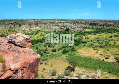 Paesaggio con mandria di elefanti, adulti e cubs camminando lungo il percorso degli elefanti, vista dalla roccia nel Parco Nazionale di Mapungubwe, Sudafrica. Foto Stock