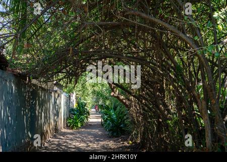 Passerella verde coperta di rami di alberi. Cespugli in un giardino che crea un vicolo per lavorare in un parco Foto Stock