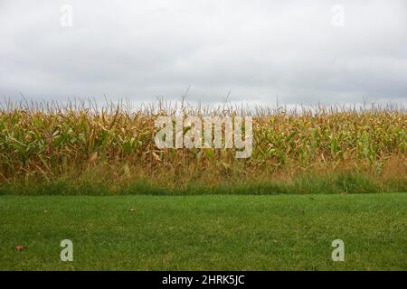 Cornfield nel Wisconsin centrale durante l'autunno. Foto Stock