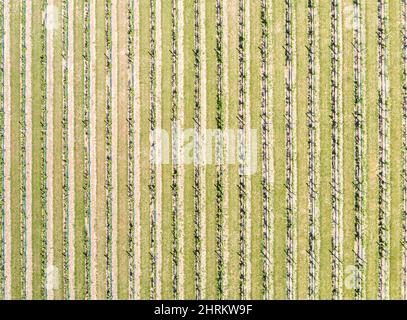 Vista aerea del vigneto a Duck Walk Vineyards in Water Mill, NY Foto Stock