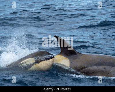 Tipo B2 balena killer, Orcinus orca nel mare di Weddell, Antartide Foto Stock