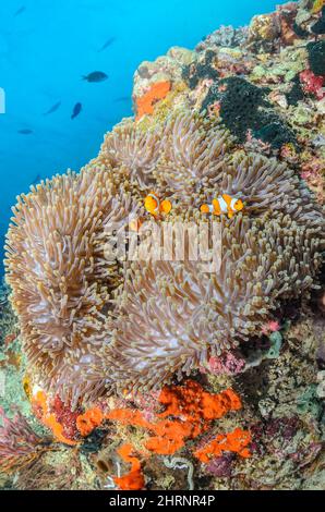 Falso clown anemonefish, Amphiprion ocellaris, sul suo anemone ospite, Bulb Tentacle Anemone, Entachmaea quadricolor, Menjangan Island, Bali Barat Marine Foto Stock