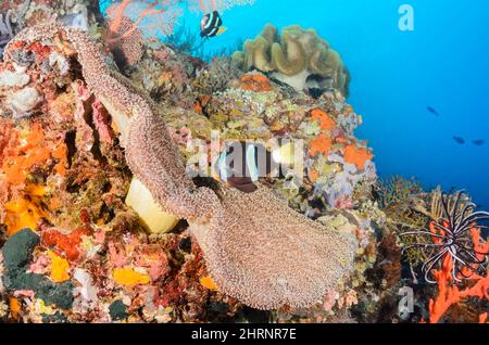 Anemonefish di Clark, Amphiprion clarkii, Menjangan Island, Bali Barat Marine Park, Bali, Indonesia, Pacifico Foto Stock