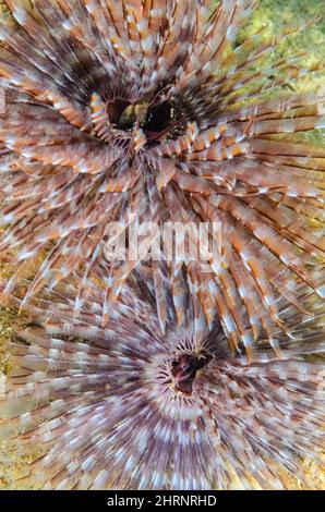 Verme di piume, Sabellastarte spectabilis , Gilimanuk Bay, Bali, Indonesia, Pacifico Foto Stock