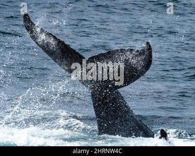 A Humpback balene, Megaptera novaeangliae gettando la sua trincea o coda in aria al largo della Georgia meridionale Island, Antartide Foto Stock