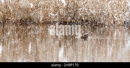 Ibrido mallardo / anatra nera nuoto sul laghetto invernale Foto Stock