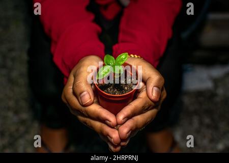 Primo piano di una piccola pianta in una pentola nelle mani della persona Foto Stock