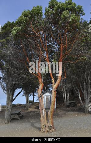 Colpo verticale di un albero di Madrona con rami e foglie nel parco Foto Stock