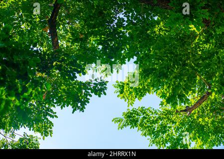 Verde pianta foglia di Burma Padauk contro luce solare, Pterocarpus indica foglia di albero Foto Stock