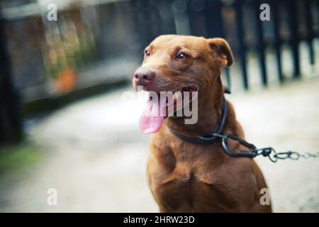 Fuoco poco profondo di un cane americano Pit Bull Terrier legato con una catena Foto Stock