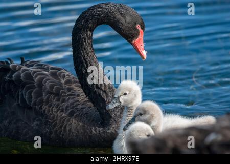 Madre cigno nero che nuota con i suoi cigneti nel lago Foto Stock